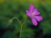 Bodziszek Geranium x oxonianum 'Claridge Druce'